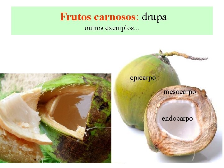  Frutos carnosos: drupa outros exemplos. . . epicarpo mesocarpo endocarpo 