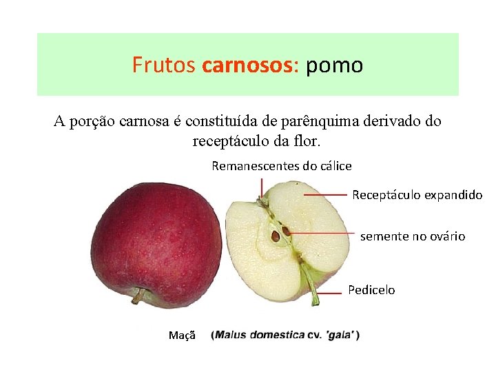 Frutos carnosos: pomo A porção carnosa é constituída de parênquima derivado do receptáculo da