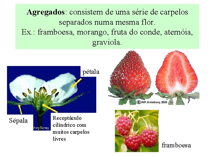 Agregados: consistem de uma série de carpelos separados numa mesma flor. Ex. : framboesa,