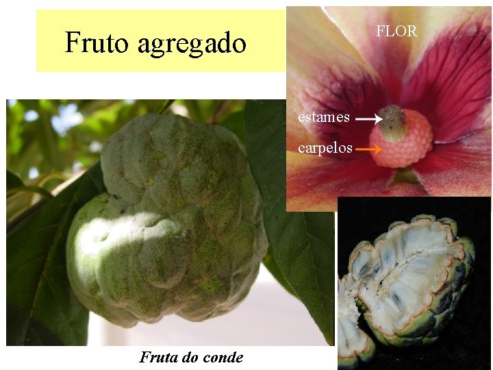 FLOR Fruto agregado estames carpelos Fruta do conde 