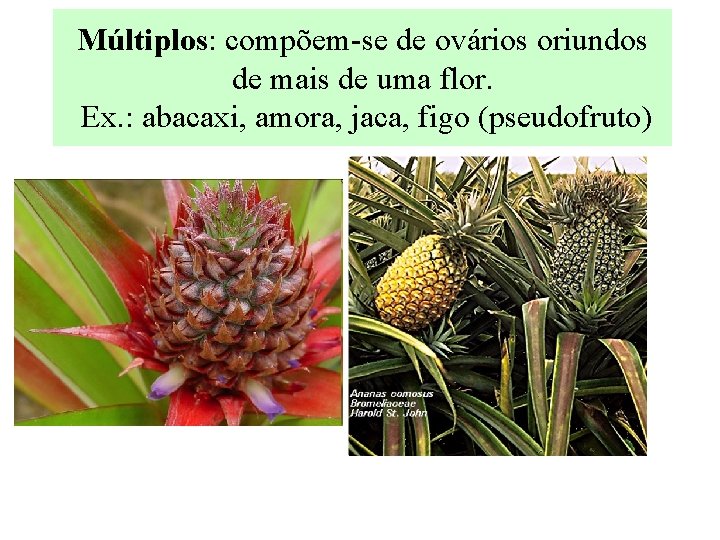 Múltiplos: compõem-se de ovários oriundos de mais de uma flor. Ex. : abacaxi, amora,