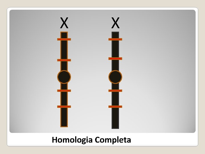 X X Homologia Completa 