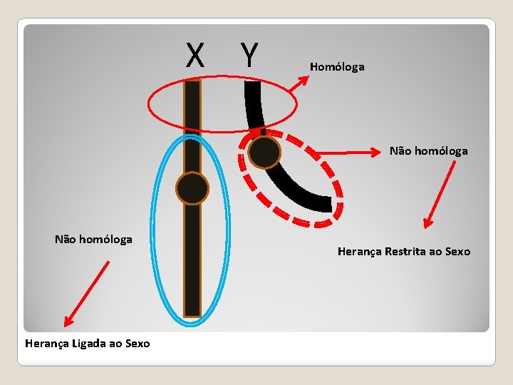 X Y Homóloga Não homóloga Herança Ligada ao Sexo Herança Restrita ao Sexo 