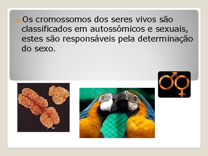  Os cromossomos dos seres vivos são classificados em autossômicos e sexuais, estes são