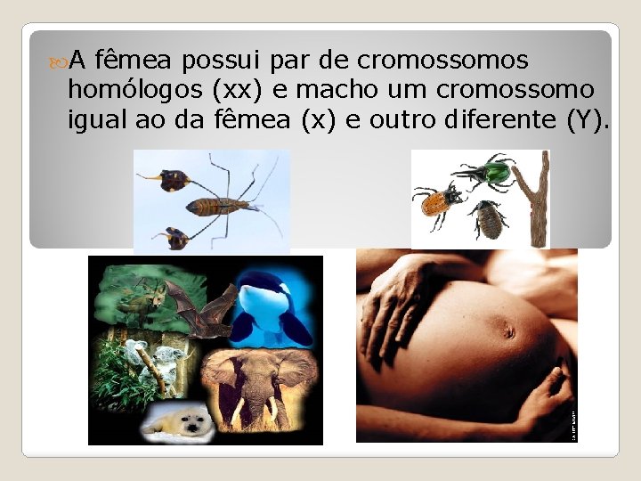  A fêmea possui par de cromossomos homólogos (xx) e macho um cromossomo igual