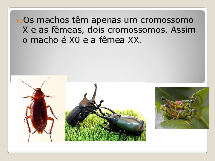  Os machos têm apenas um cromossomo X e as fêmeas, dois cromossomos. Assim