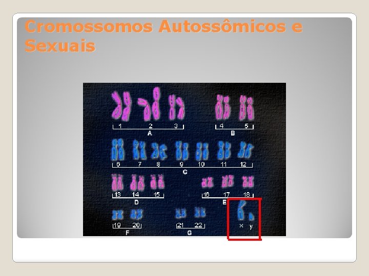 Cromossomos Autossômicos e Sexuais 