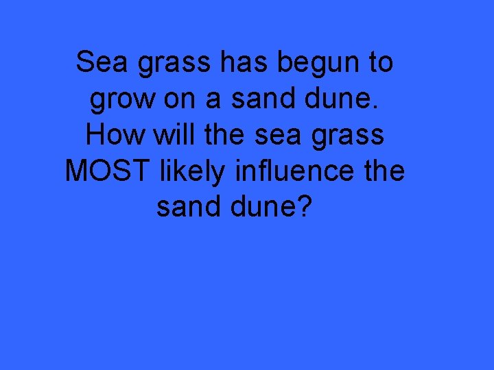 Sea grass has begun to grow on a sand dune. How will the sea