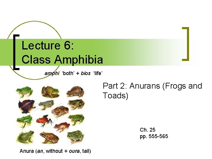 Lecture 6: Class Amphibia amphi ‘both’ + bios ‘life’ Part 2: Anurans (Frogs and