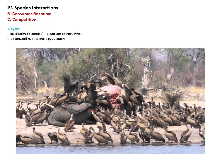 IV. Species Interactions B. Consumer-Resource C. Competition 1. Types: - exploitative/‘scramble’ – organisms remove