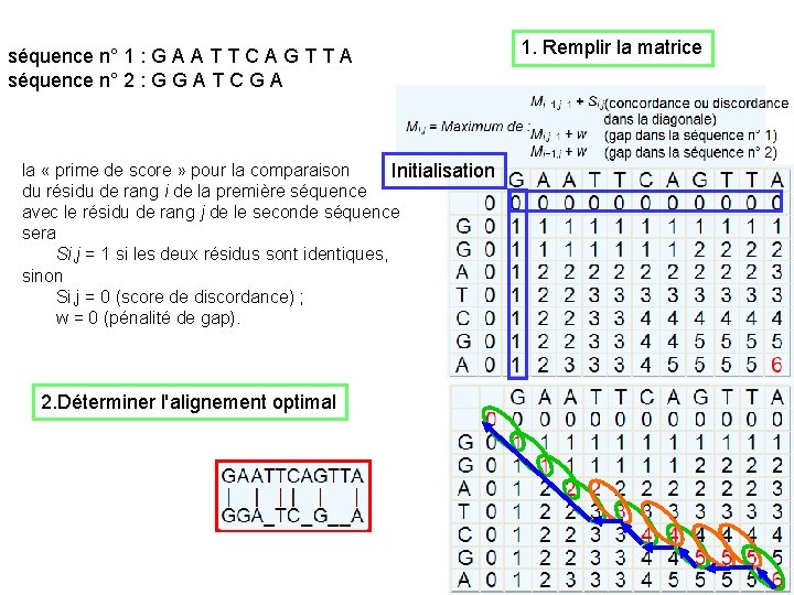 séquence n° 1 : G A A T T C A G T T