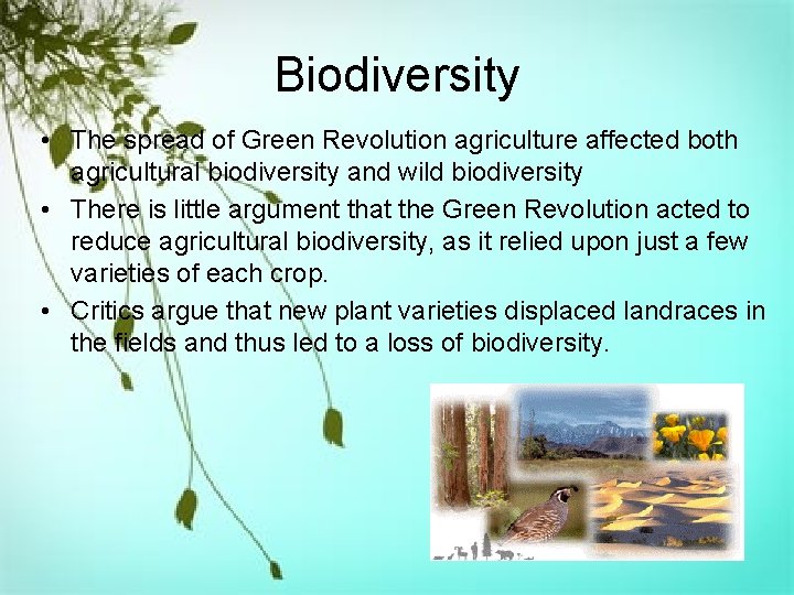 Biodiversity • The spread of Green Revolution agriculture affected both agricultural biodiversity and wild