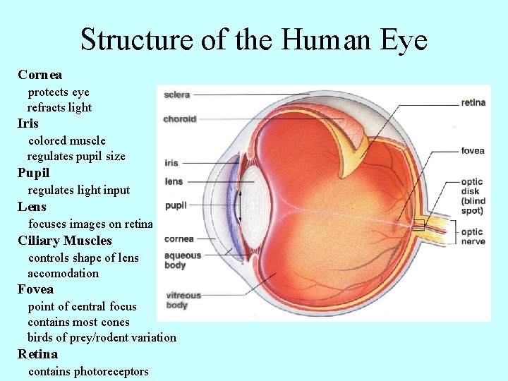 Structure of the Human Eye Cornea protects eye refracts light Iris colored muscle regulates
