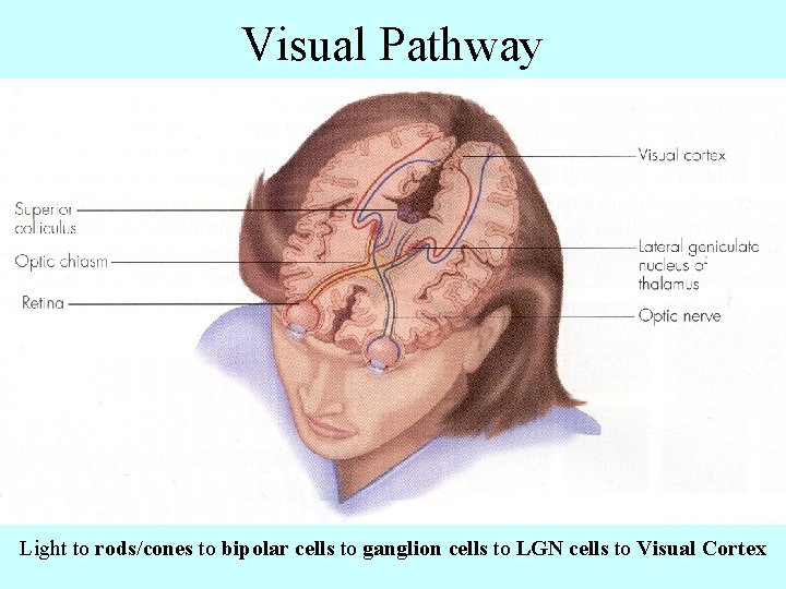 Visual Pathway Light to rods/cones to bipolar cells to ganglion cells to LGN cells