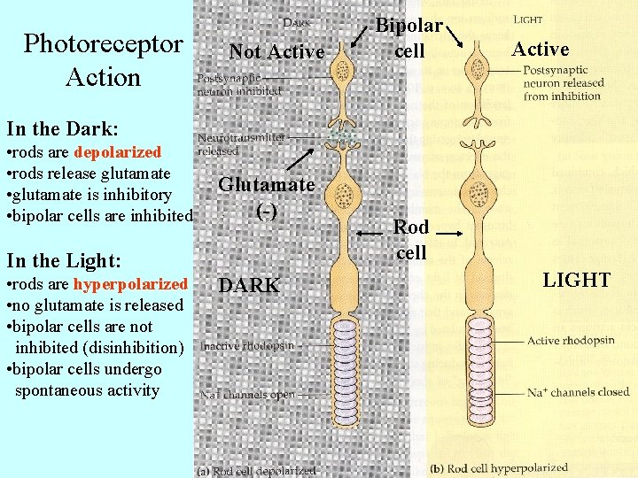 Photoreceptor Action Not Active Bipolar cell Active In the Dark: • rods are depolarized