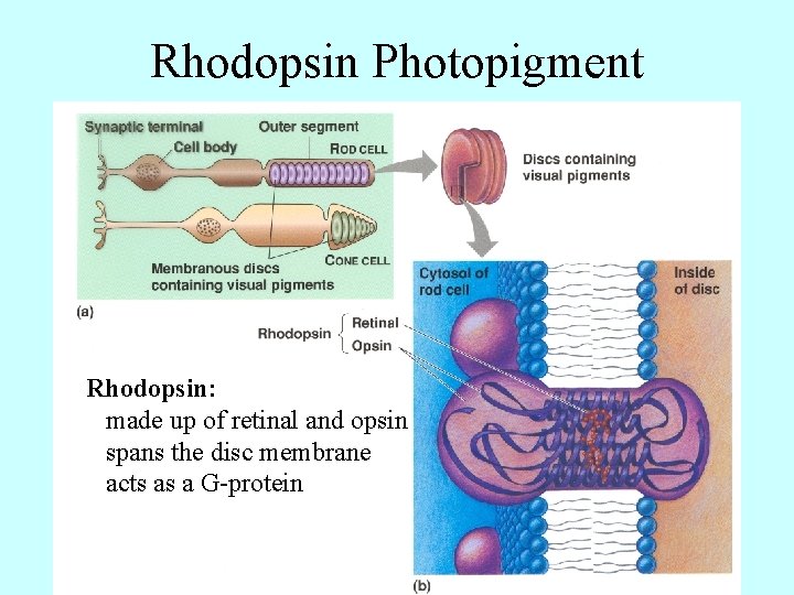 Rhodopsin Photopigment Rhodopsin: made up of retinal and opsin spans the disc membrane acts