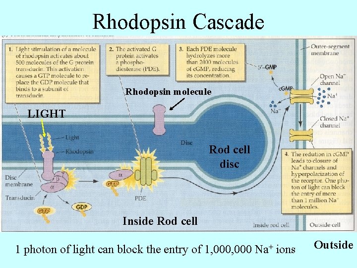 Rhodopsin Cascade Rhodopsin molecule LIGHT Rod cell disc Inside Rod cell 1 photon of