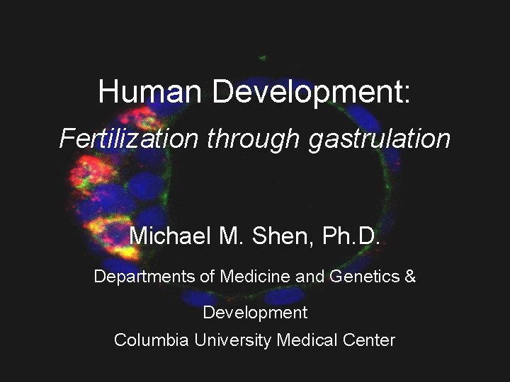 Human Development: Fertilization through gastrulation Michael M. Shen, Ph. D. Departments of Medicine and