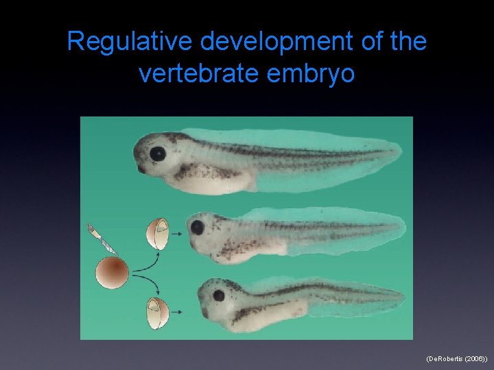 Regulative development of the vertebrate embryo (De. Robertis (2006)) 