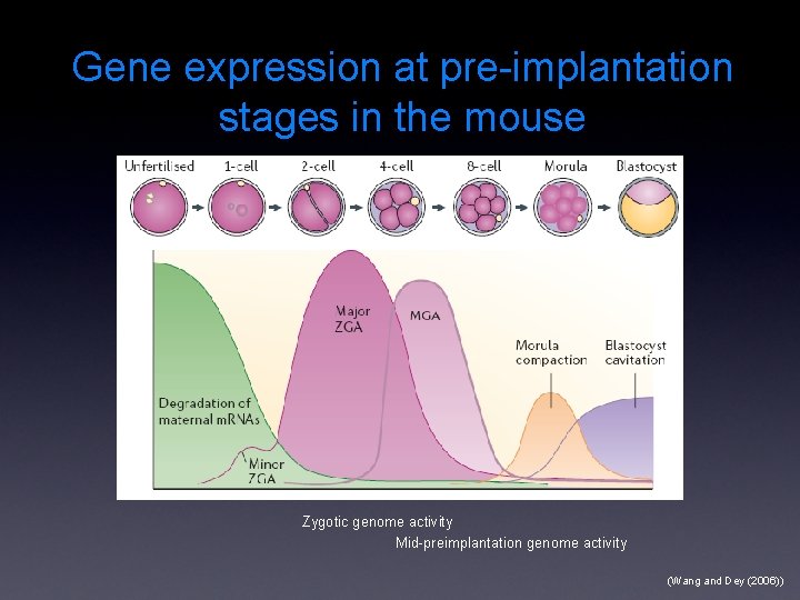 Gene expression at pre-implantation stages in the mouse Zygotic genome activity Mid-preimplantation genome activity