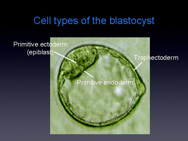 Cell types of the blastocyst Primitive ectoderm (epiblast) Trophectoderm Primitive endoderm 