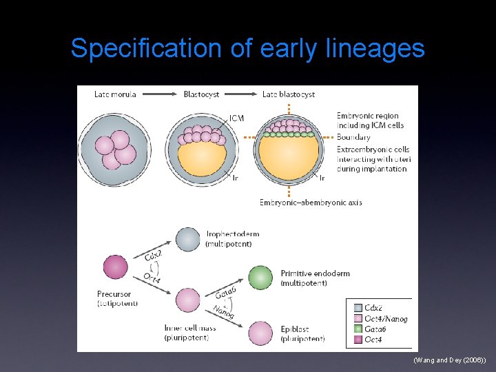 Specification of early lineages (Wang and Dey (2006)) 