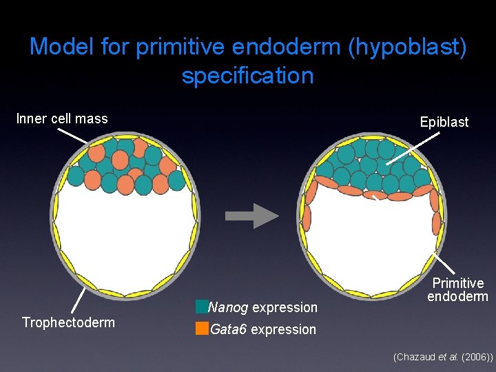 Model for primitive endoderm (hypoblast) specification Inner cell mass Trophectoderm Epiblast Nanog expression Primitive