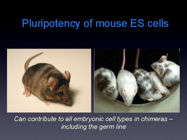 Pluripotency of mouse ES cells Can contribute to all embryonic cell types in chimeras