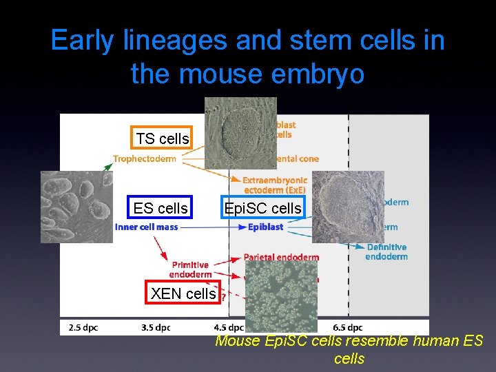 Early lineages and stem cells in the mouse embryo TS cells Epi. SC cells