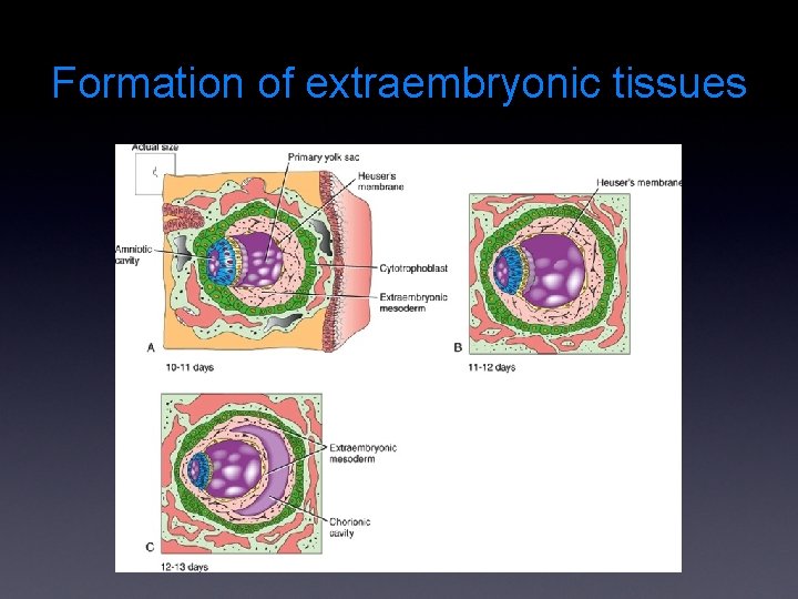 Formation of extraembryonic tissues 