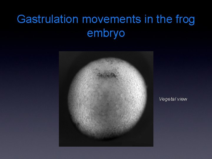 Gastrulation movements in the frog embryo Vegetal view 