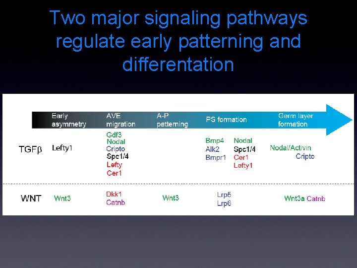 Two major signaling pathways regulate early patterning and differentation 