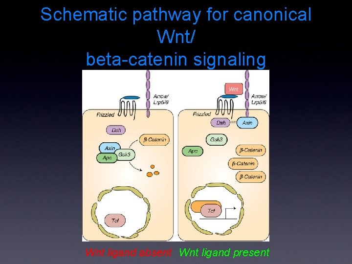Schematic pathway for canonical Wnt/ beta-catenin signaling Wnt ligand absent Wnt ligand present 