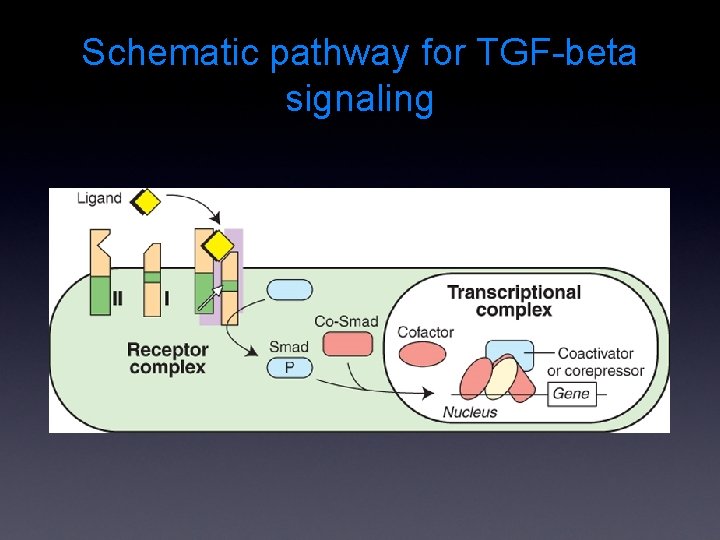 Schematic pathway for TGF-beta signaling 