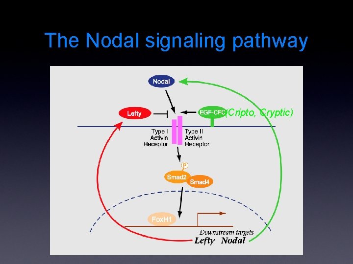 The Nodal signaling pathway (Cripto, Cryptic) 