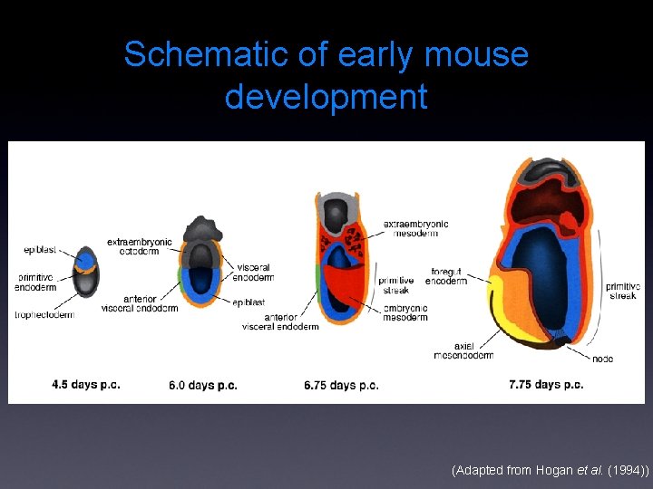 Schematic of early mouse development (Adapted from Hogan et al. (1994)) 