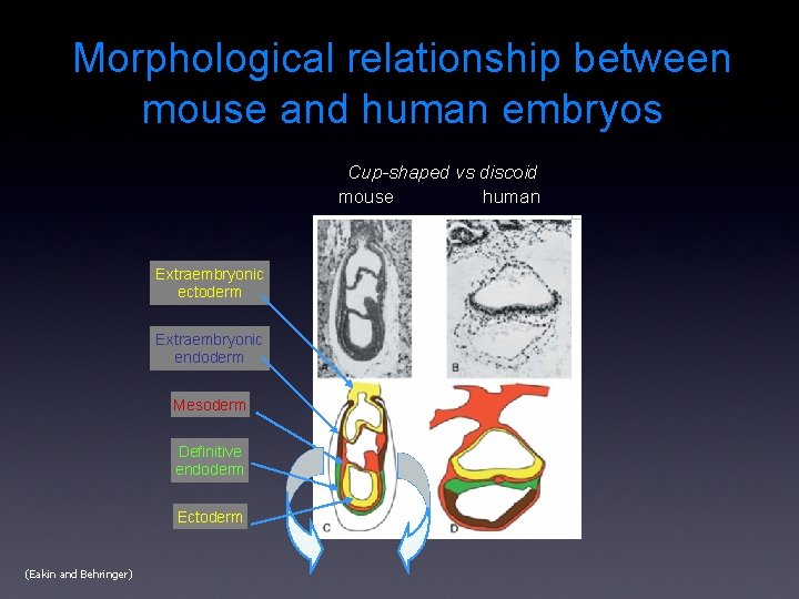 Morphological relationship between mouse and human embryos Cup-shaped vs discoid human mouse Extraembryonic ectoderm