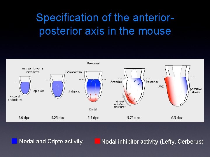 Specification of the anteriorposterior axis in the mouse Nodal and Cripto activity Nodal inhibitor
