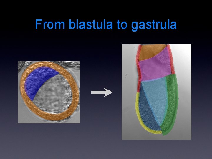 From blastula to gastrula 