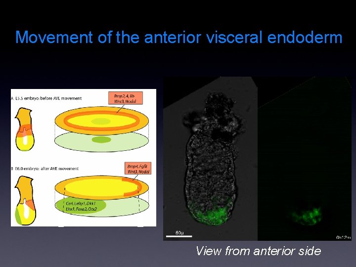 Movement of the anterior visceral endoderm View from anterior side 