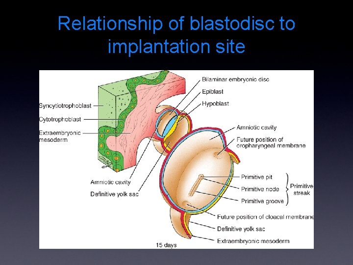 Relationship of blastodisc to implantation site 