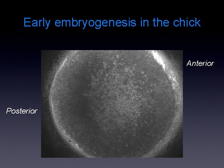 Early embryogenesis in the chick Anterior Posterior 