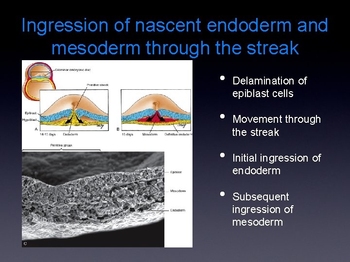 Ingression of nascent endoderm and mesoderm through the streak • • Delamination of epiblast