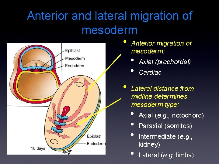 Anterior and lateral migration of mesoderm • Anterior migration of mesoderm: • • •