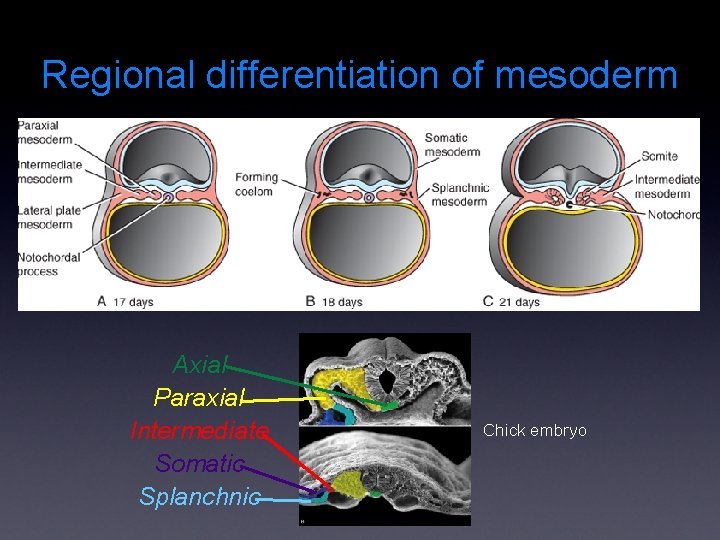 Regional differentiation of mesoderm Axial Paraxial Intermediate Somatic Splanchnic Chick embryo 