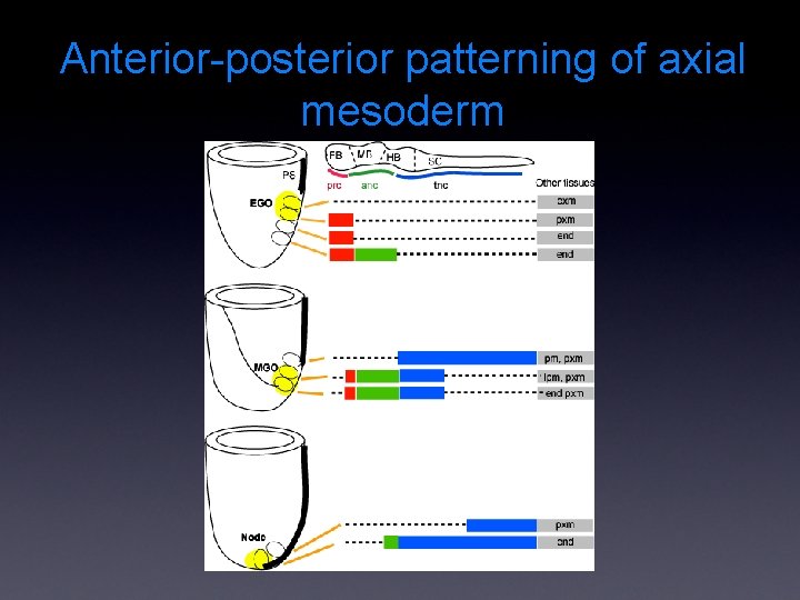 Anterior-posterior patterning of axial mesoderm 