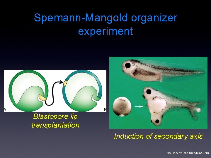 Spemann-Mangold organizer experiment Blastopore lip transplantation Induction of secondary axis (De. Robertis and Kuroda