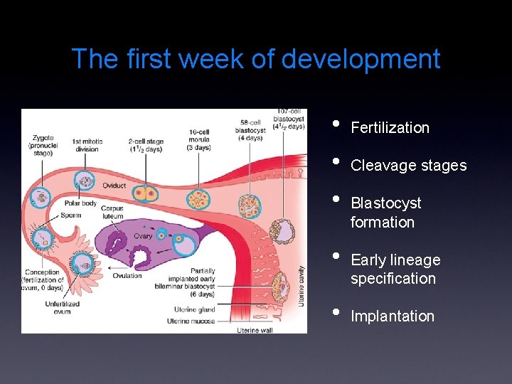 The first week of development • • • Fertilization Cleavage stages Blastocyst formation Early