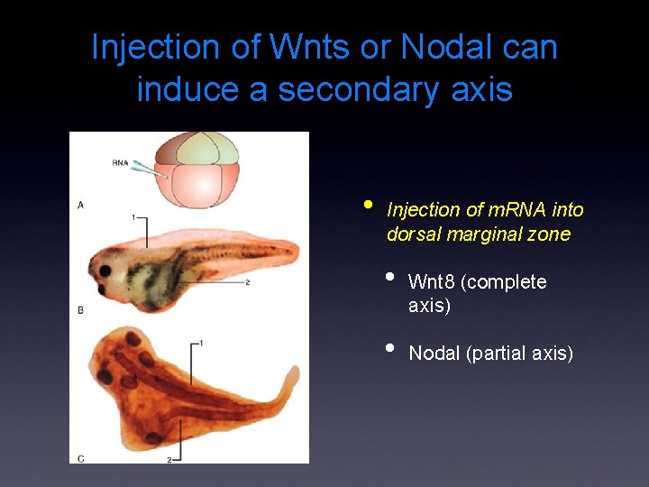 Injection of Wnts or Nodal can induce a secondary axis • Injection of m.