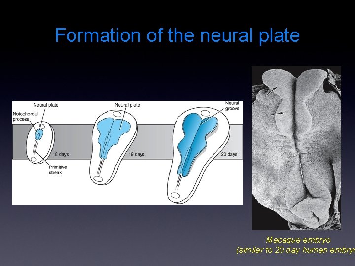Formation of the neural plate Macaque embryo (similar to 20 day human embryo 